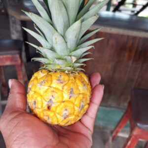 Baby Pineapples